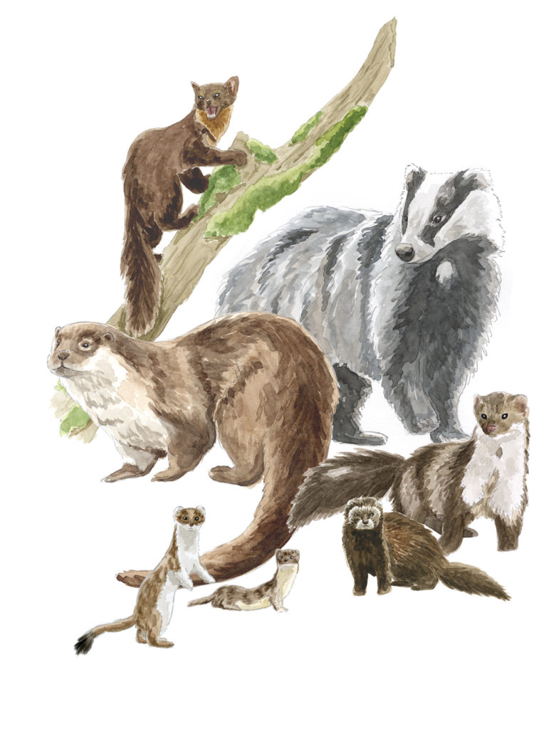 Marder in der Schweiz – Der Dachs n° 1/5