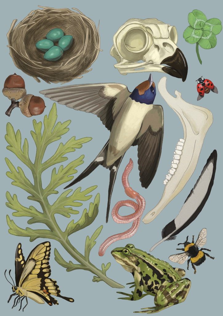 Naturbeobachtungen Poster n°1
